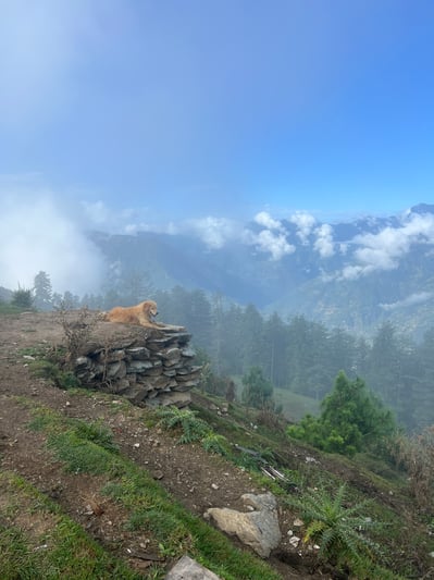 Wild dogs in the Himalayas