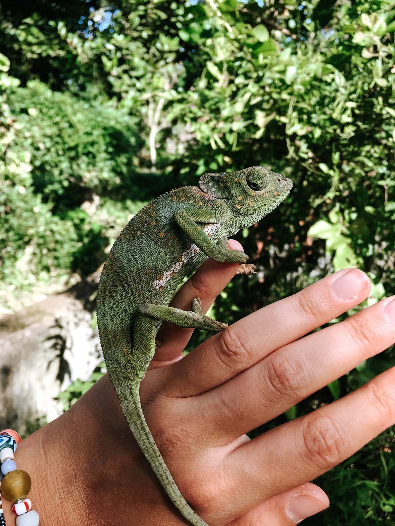Zanzibar Conservation