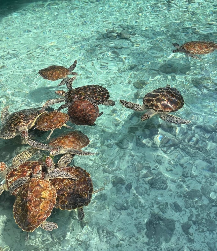 Zanzibar turtles
