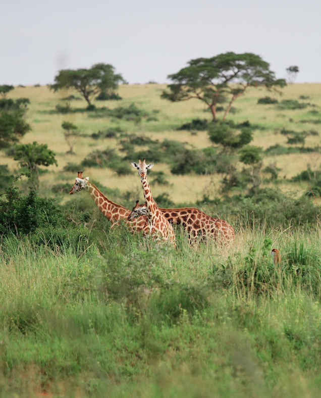 Volunteering in Uganda